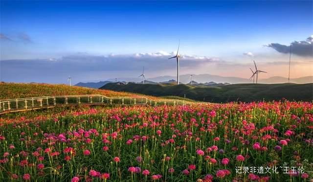 寻美毕节：韭菜花开，紫色梦境的浪漫邀约