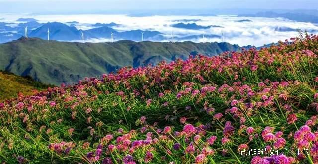 寻美毕节：韭菜花开，紫色梦境的浪漫邀约